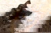 Shenzi