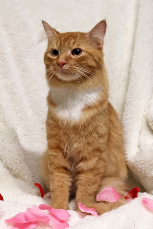Simba