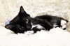 Tux