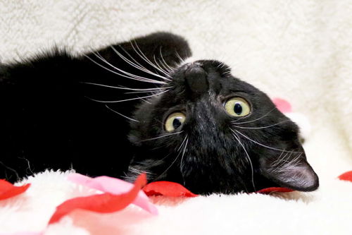 Tux