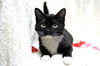 Tux