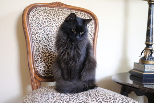 Sheeba