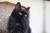 Sheeba