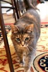 adoptable Cat in buford, GA named Renee
