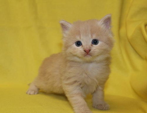 Simon