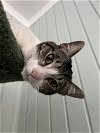 adoptable Cat in buford, ga, GA named Fisher