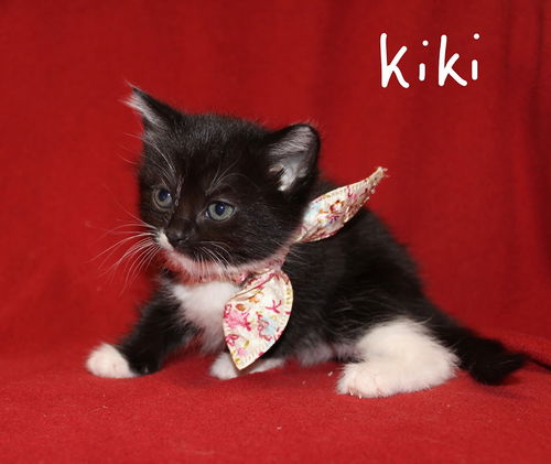 Kiki