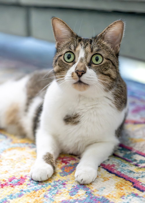 Mondavi, Tabby / Domestic Short Hair / Mixed (short coat)