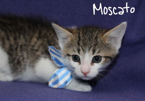 Moscato