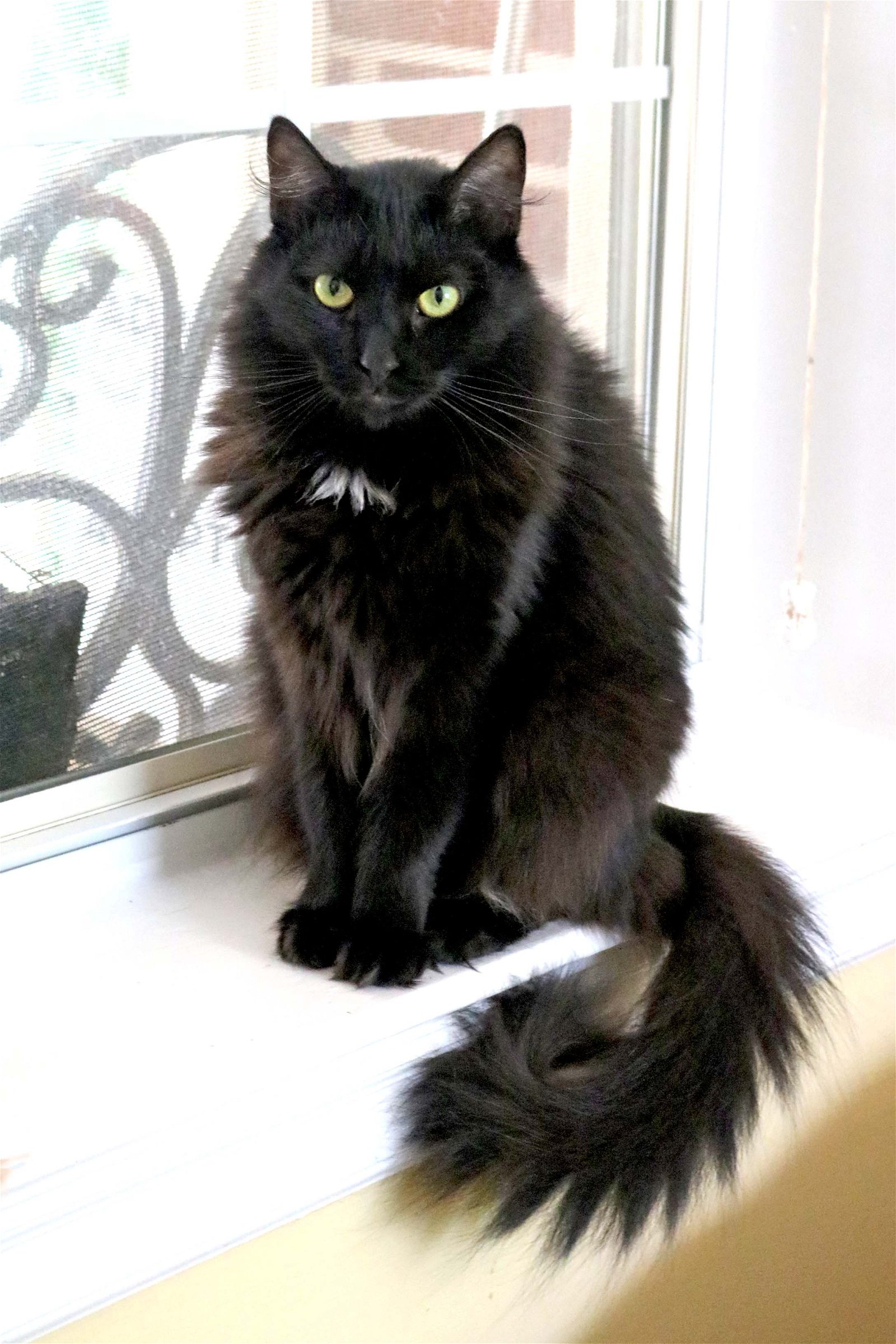 adoptable Cat in Buford, GA named Phoebe