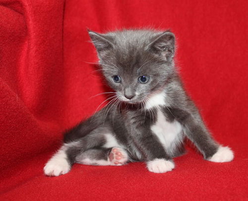 Blueberry
