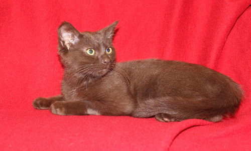 Cocoa