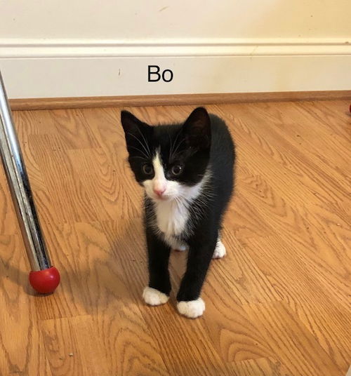 Bo