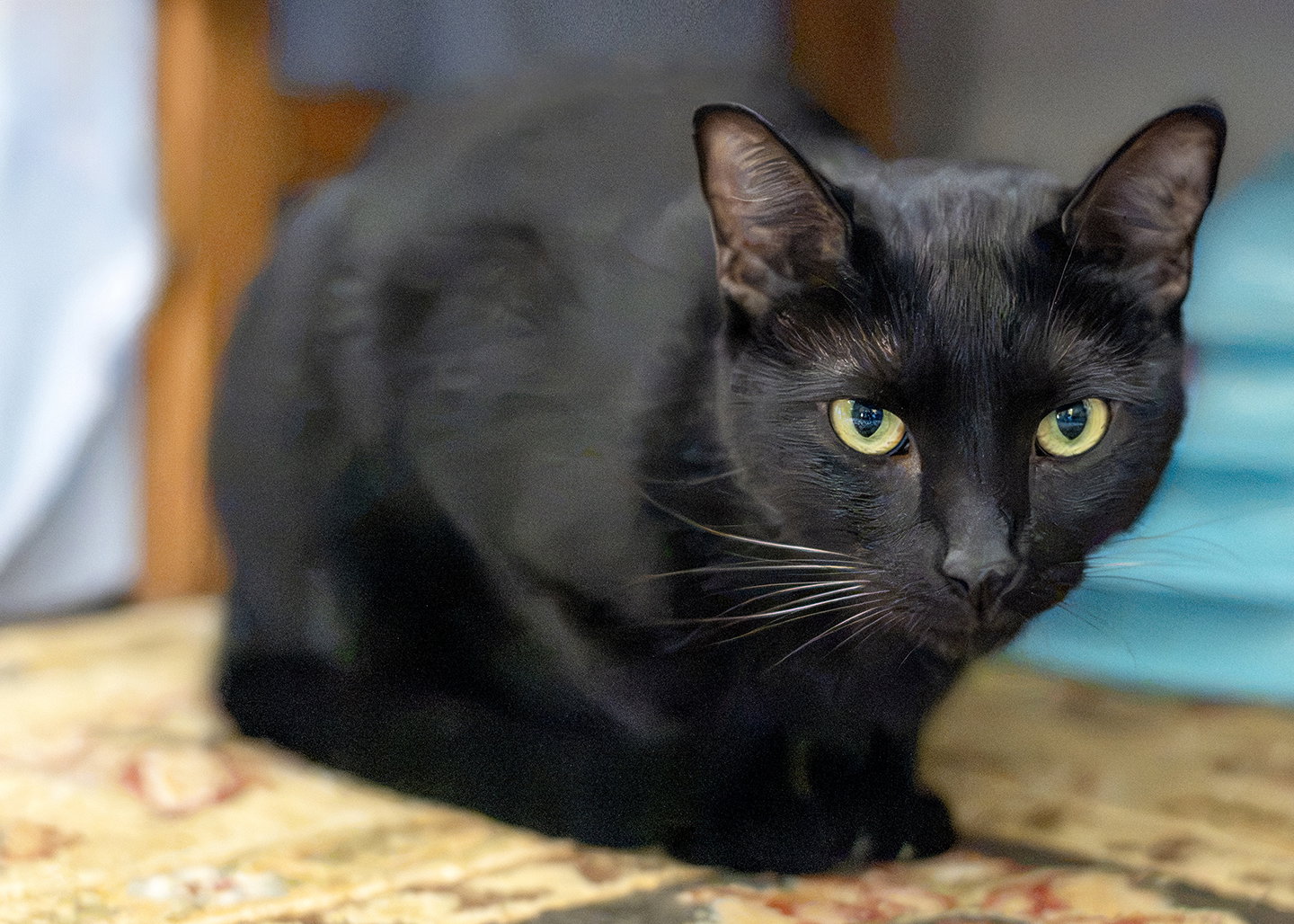 Waldorf, photo 5