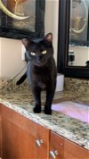 adoptable Cat in buford, GA named Cole(Coal)