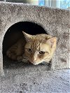 adoptable Cat in buford, GA named Merlin