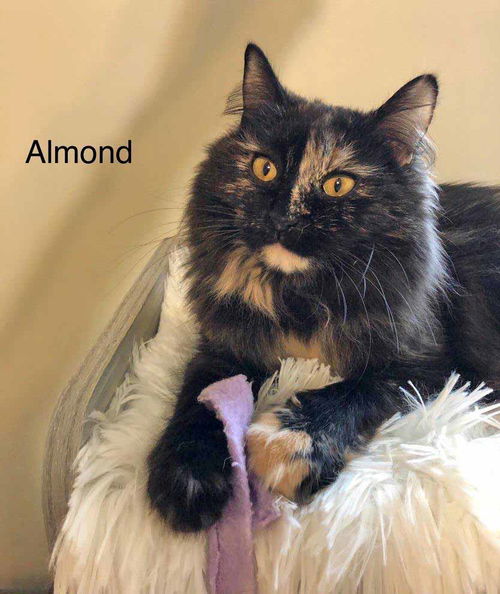 Almond