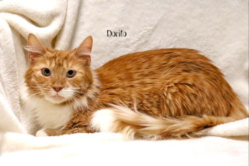 Dorito