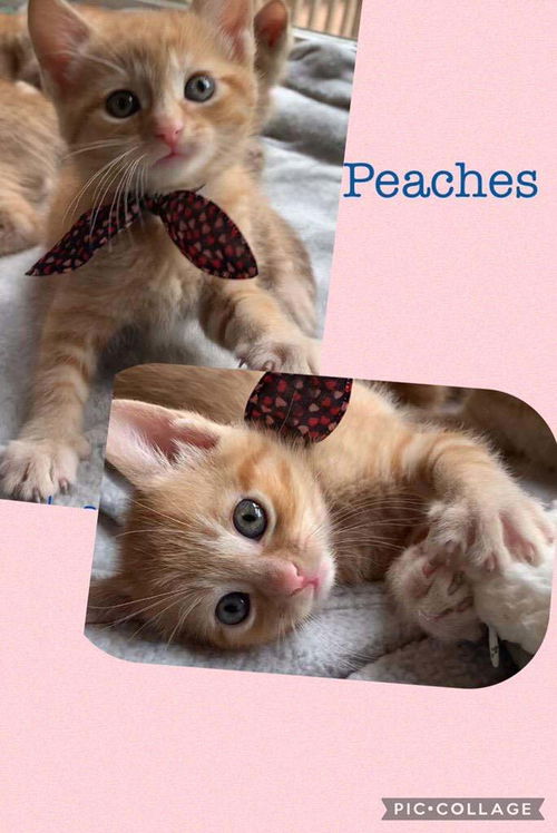 Peaches