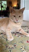adoptable Cat in buford, ga, GA named Ferrari