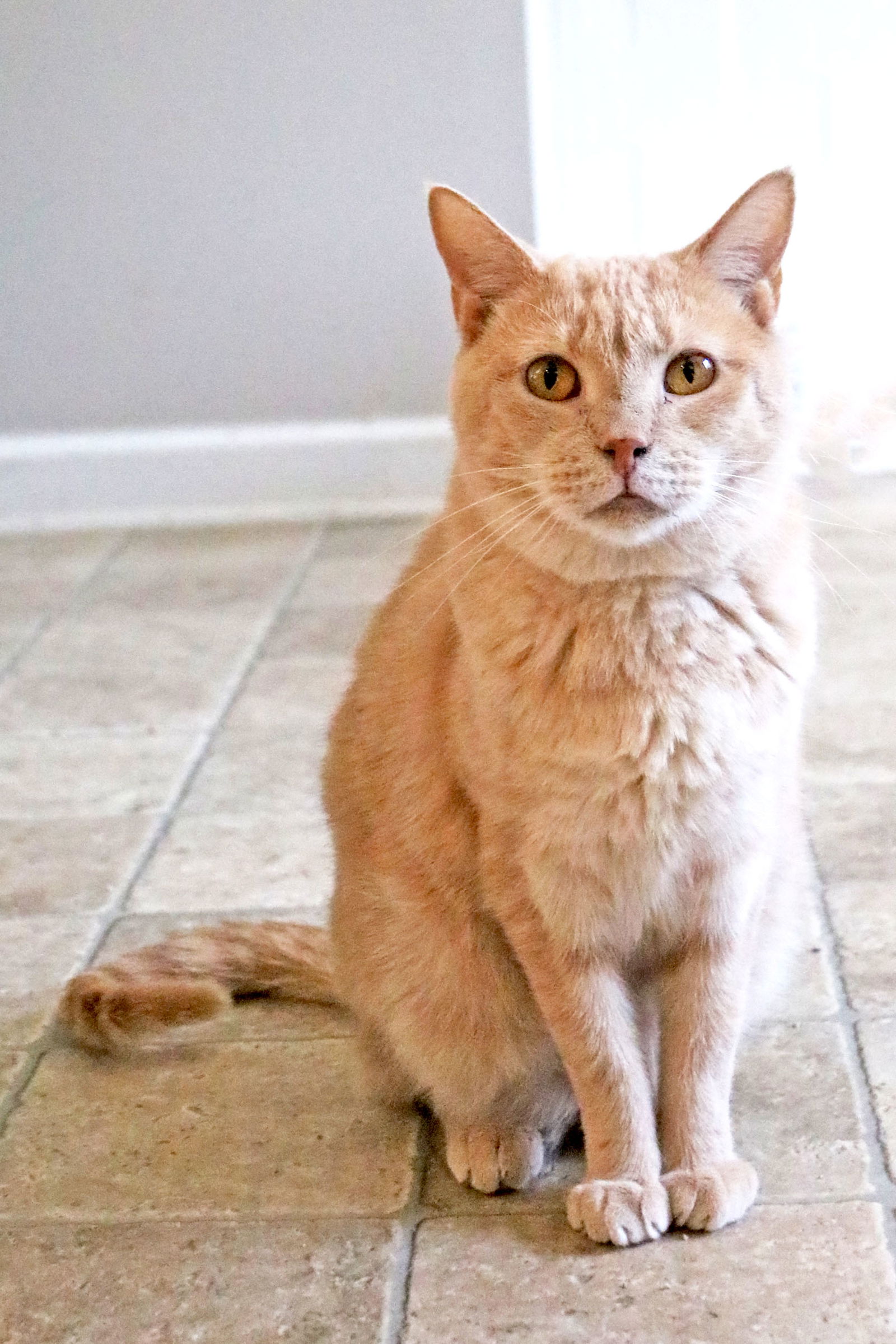 adoptable Cat in Buford, GA named Ferrari