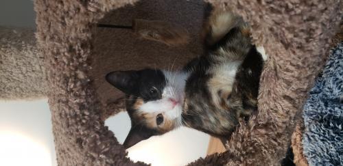 Tilly