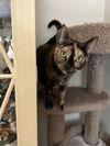 tallie