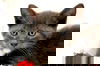 Sparkie