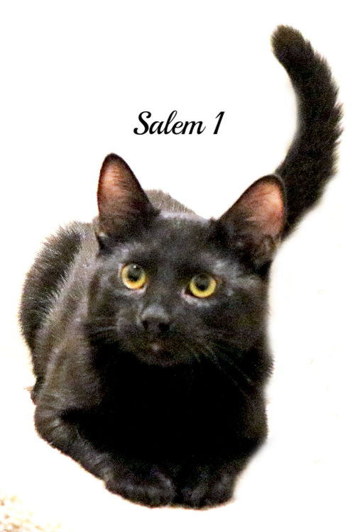 Salem 1