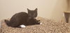 Sookie