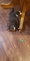Sookie