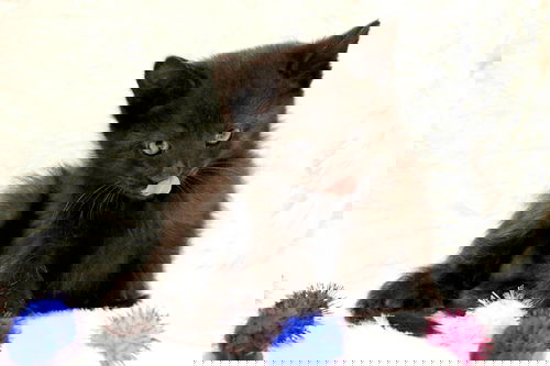 Shiva