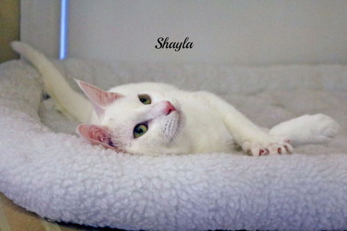 shayla