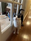 adoptable Cat in buford, GA named Nuggets