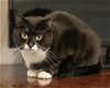 adoptable Cat in buford, GA named Selene