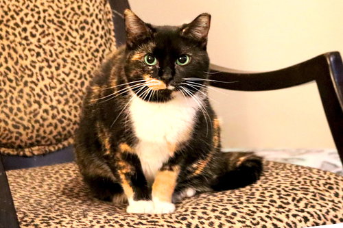 Cece