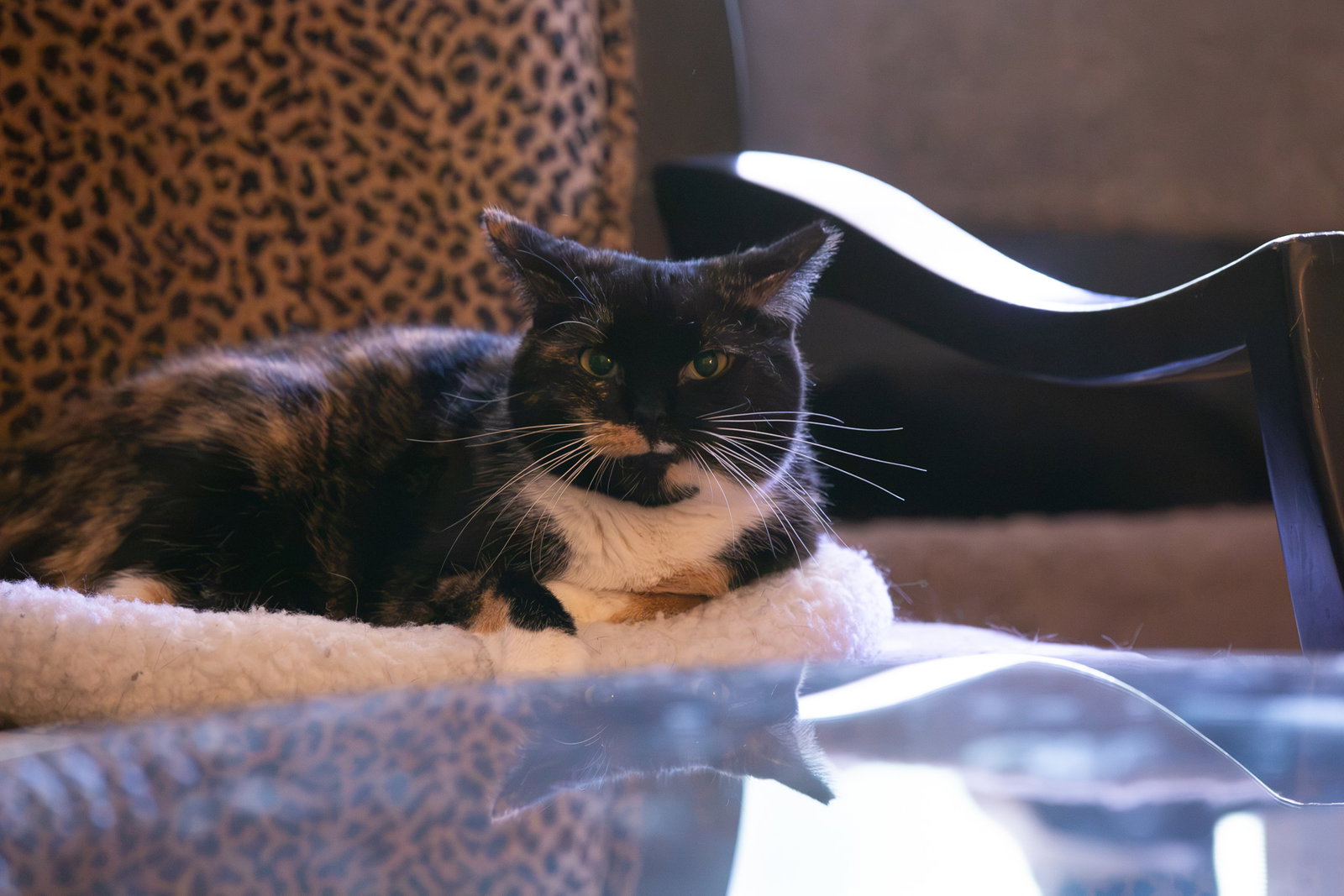 Cece, photo 2