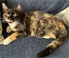 adoptable Cat in buford, GA named Cece