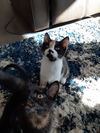 Silvie
