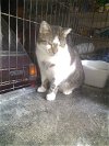 adoptable Cat in Buford, GA named Bob