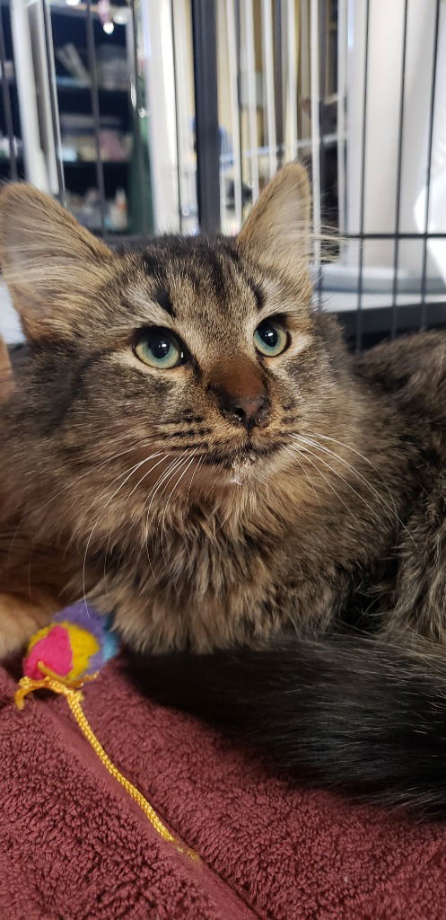 Tyson