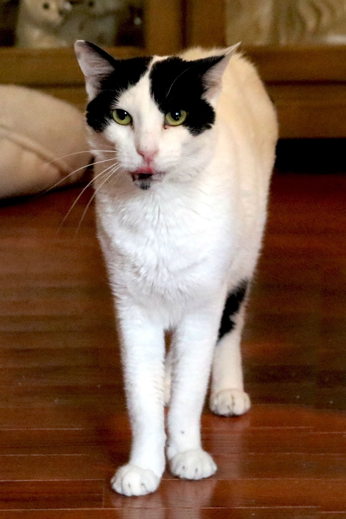 adoptable Cat in Buford, GA named Bosik