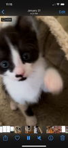 Tomsy