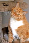 Tobi