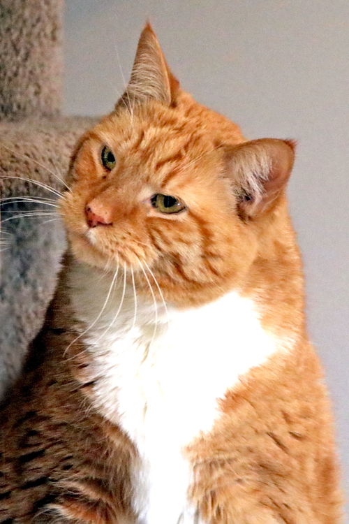Tobi