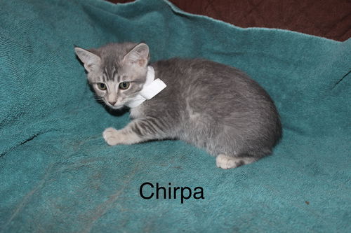 Chirpa