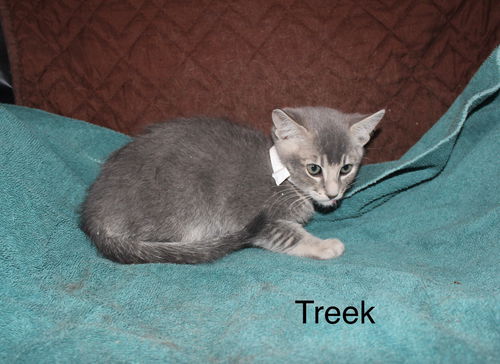 Treek