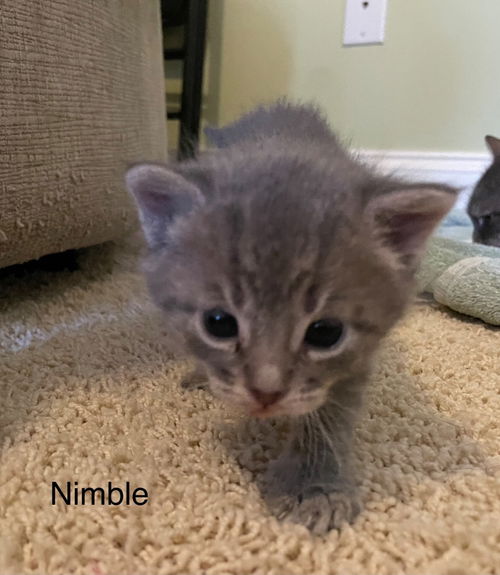 Nimble