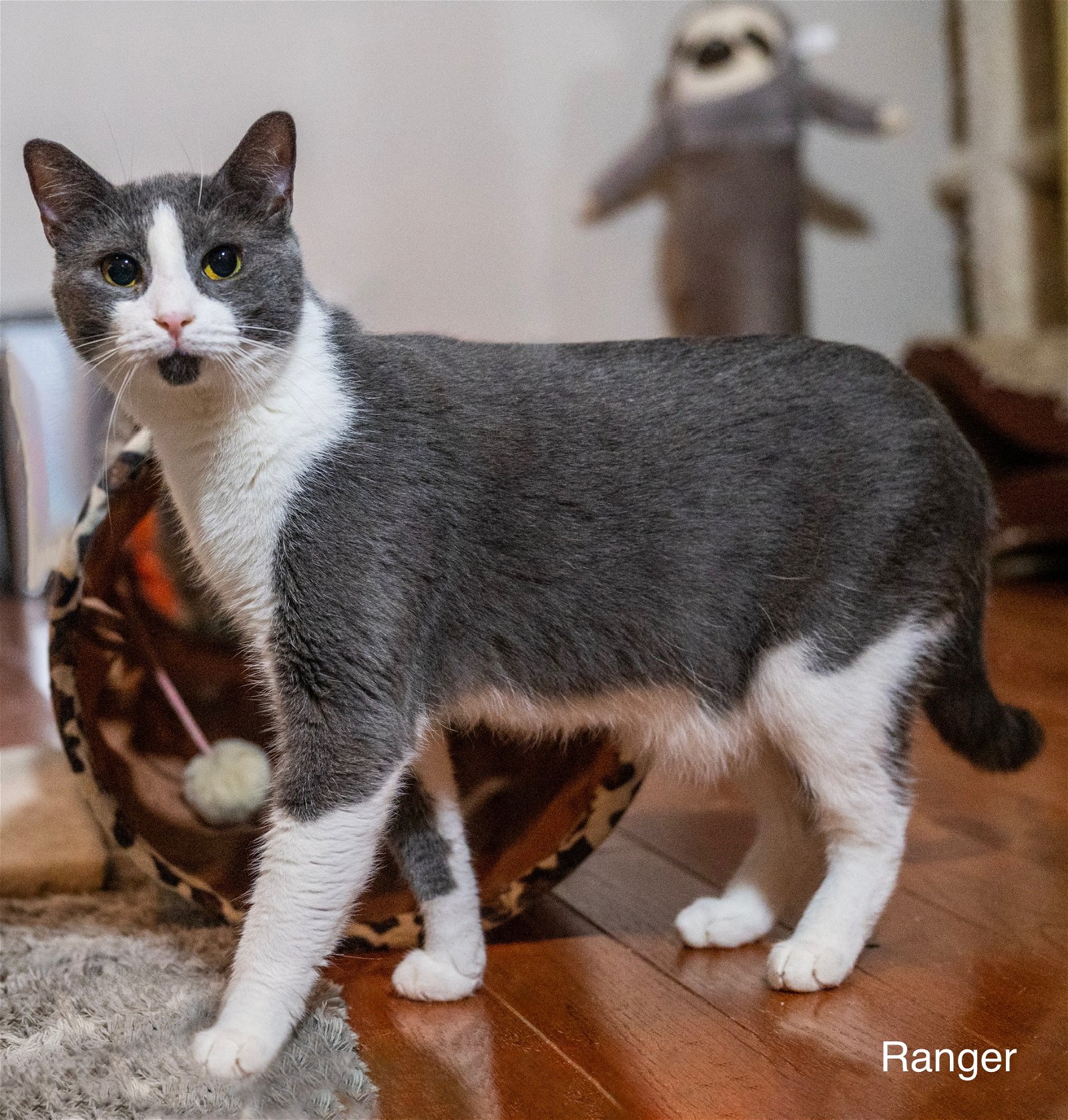 adoptable Cat in Buford, GA named Ranger