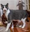 adoptable Cat in buford, GA named Ranger